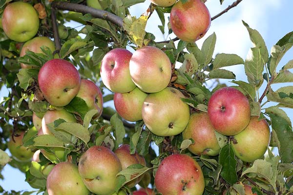 плодоносящая яблоня