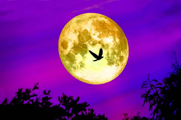 полная Луна в фиолетовом небе