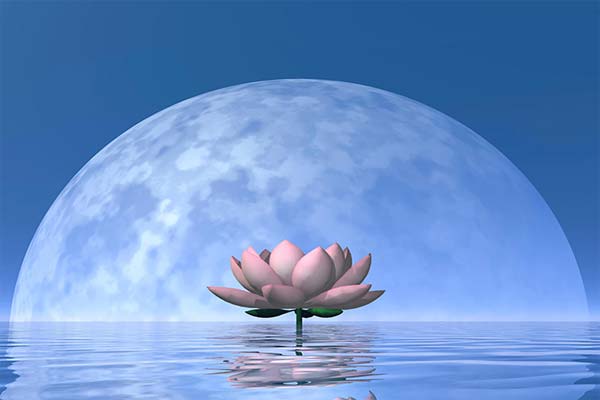 цветок лотоса на фоне луны