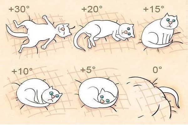 Кошачий термометр