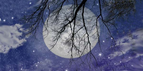 луна сквозь ветви деревьев