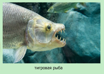 тигровая рыба