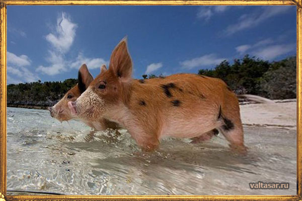 легендарный остров свиней Биг Мейджор Кэй 