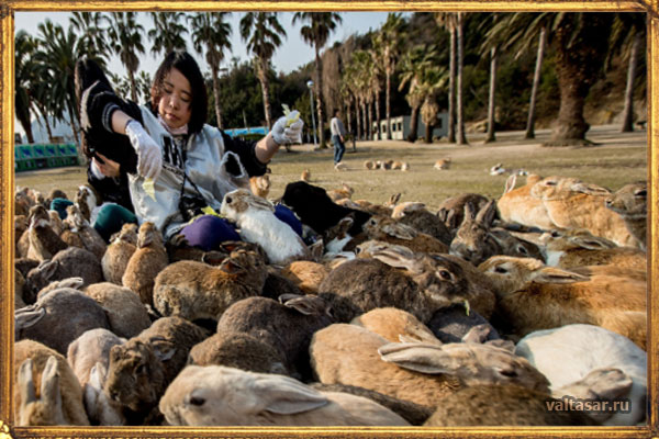 остров Окуносима - рай для кроликов 