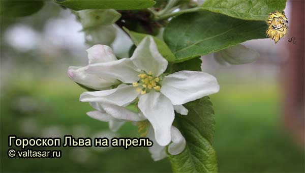 цветущая яблоня