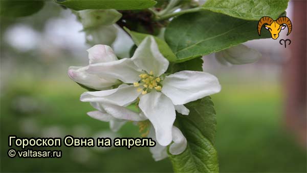 весенний цветок