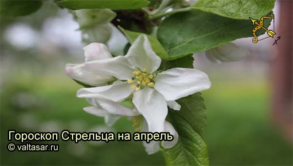 яблоневый цвет весной