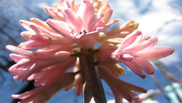 цветущий розовый гиацинт