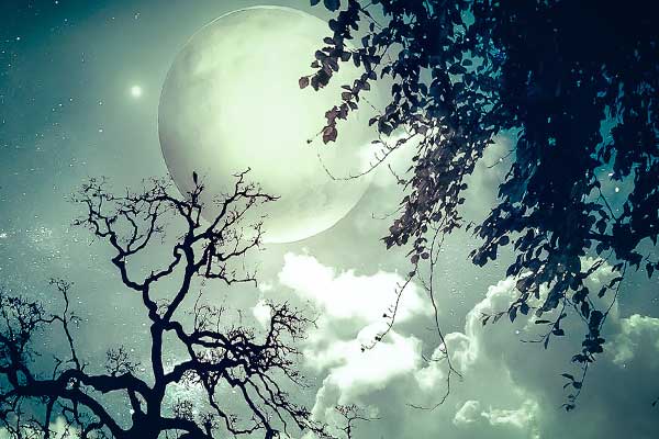 полная Луна среди деревьев