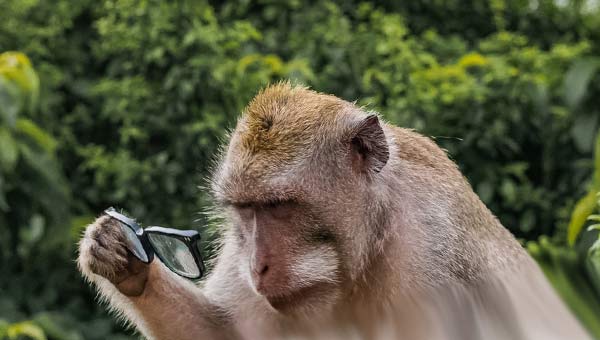 обезьянаа с очками