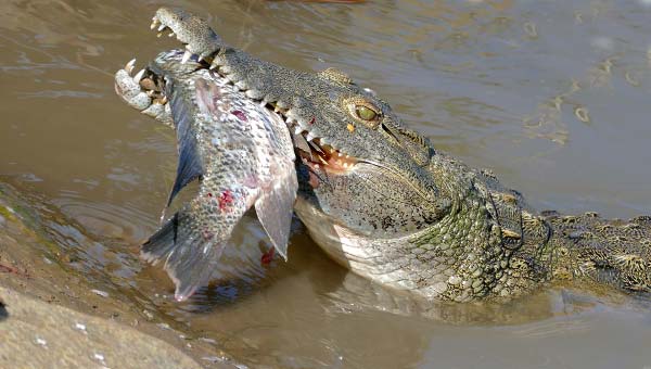 крокодил напал на рыбу