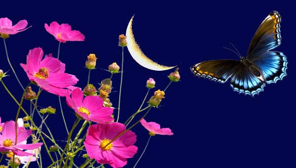 молодая Луна и бабочка