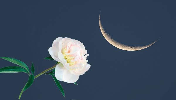 молодая луна (месяц) на фоне розы