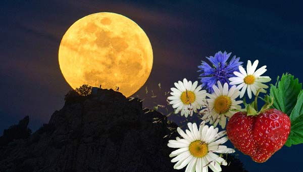луна и натюрморт с цветами