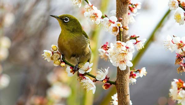 птица на ветке цветущей вишни