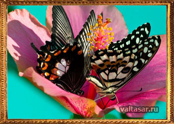 бабочки - символ любви и нежных чувств
