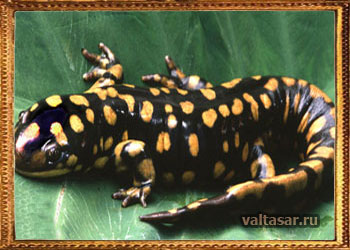 как выглядит саламандра рептилия