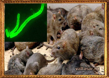 крысы - распространители чумы 