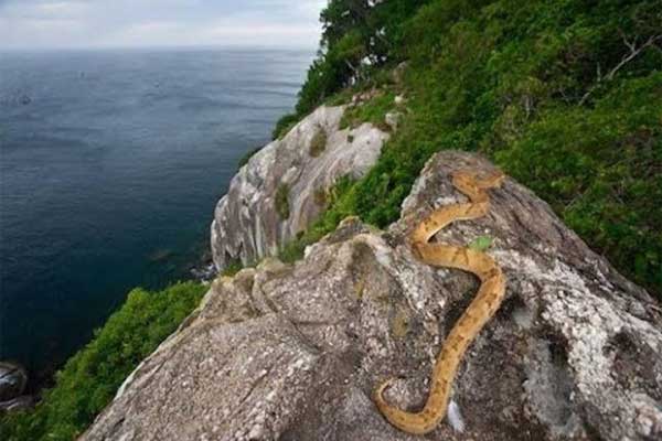 Кейма-да-Гранде -  остров змей, фото