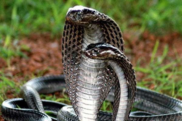 змея королевская кобра фото
