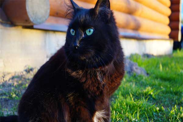 черный кот для ведьмы фото