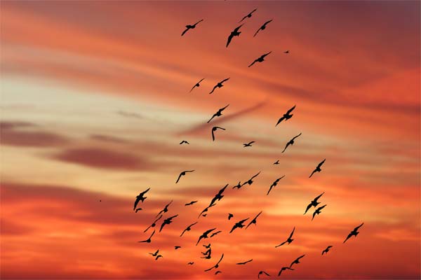 птицы летят в закатном небе