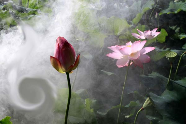 цветок на фоне тумана