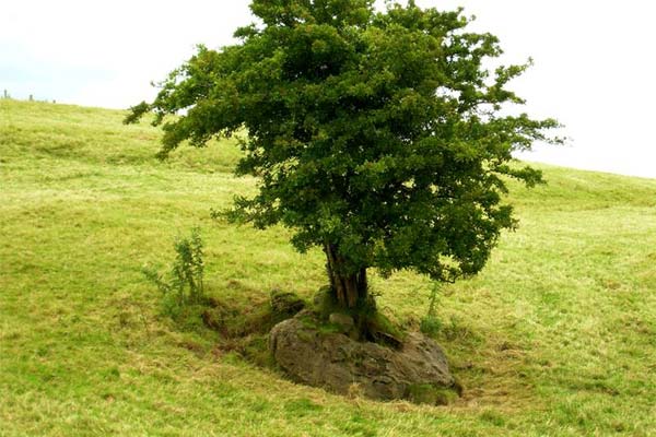 дерево фей в Ирландии