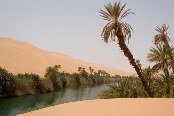 оазис в пустыне - пальма и песок