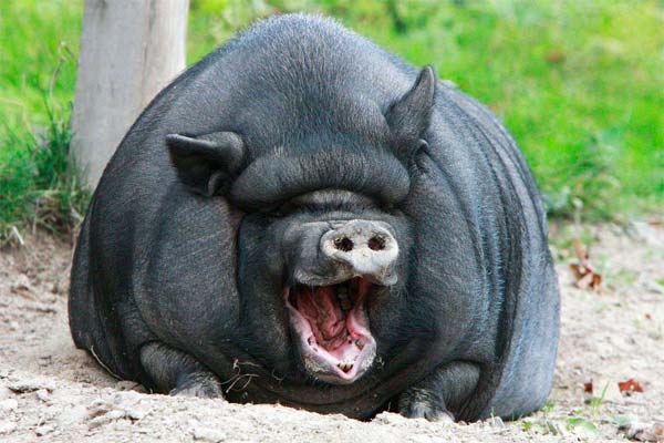 черная свинья - вьетнамская вислобрюхая