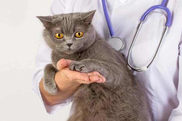 кошка и врач