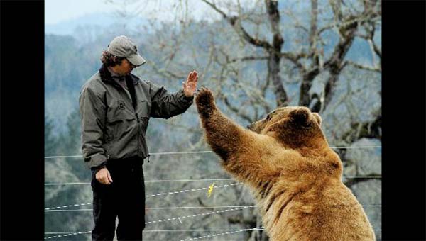 медведь здоровается с мужчиной