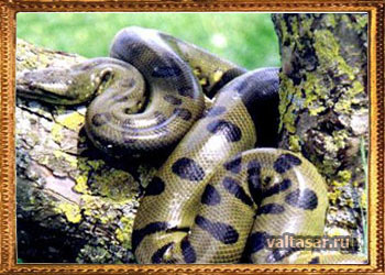 змея анаконда фото