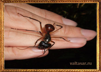 гигантские муравьи в ритуалах Южной Африки