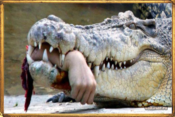 крокодилы убийцы с острова Рамри