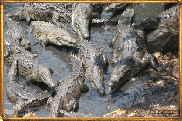 водоем с крокодилами