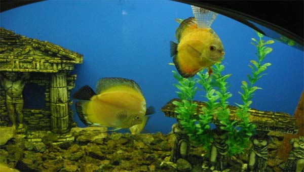 аквариум с декоративными рыбками