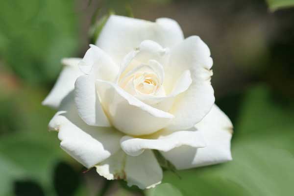 белая роза цветок
