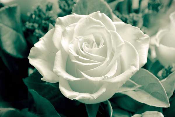 белый цветок розан