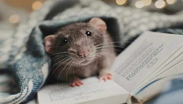 крыса на книге