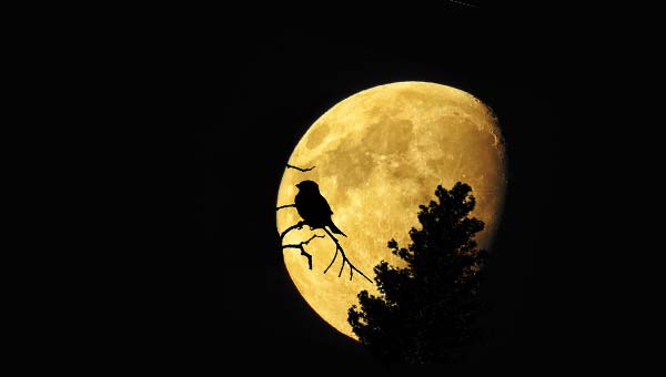 птица на фоне Луны