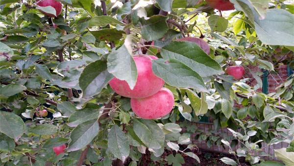 яблоки на ветке яблони