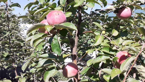 спелые яблоки в саду
