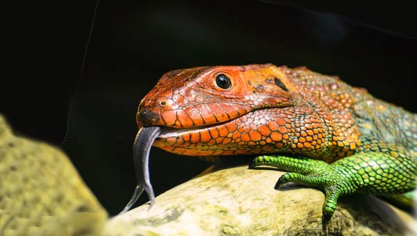 цветная ящерица на ветке, рептилия с высунутым языком