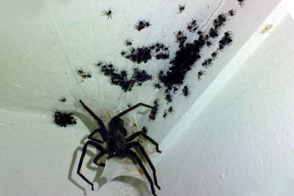 черные пауки на потолке
