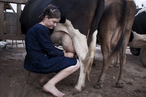 женщина доит корову