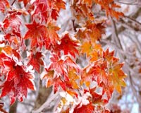 красные листья в снегу