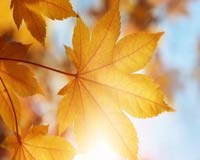 желтый лист, осень