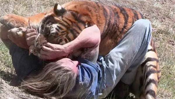 тигр напал на человека