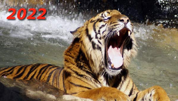 рычащий тигр в воде